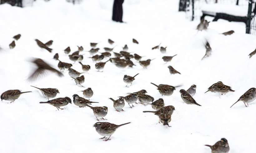 Creative Composition with Snow, Shutter Speed and Birds, Me Ra Koh