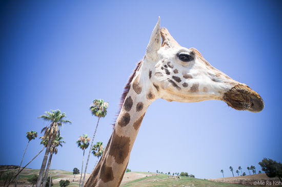 Five Tips for Feeding a Giraffe from Adventure Family!
