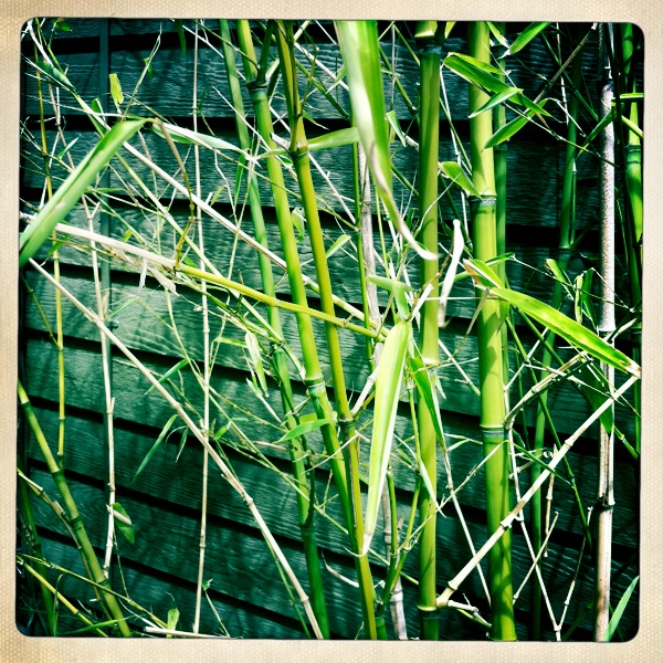 Chinese Bamboo Tree, Bamboo Against Wall, Me Ra Koh
