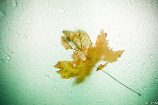 Theme of Transition in Photos, Me Ra Koh, fall leaves in rain