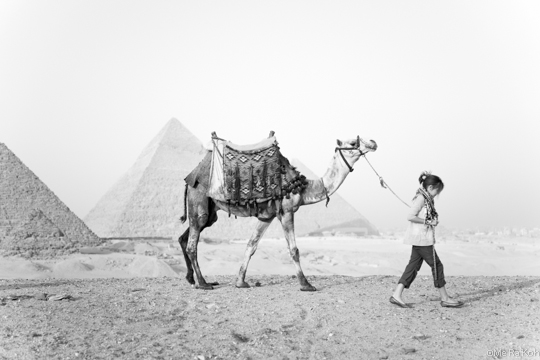 Camel Tours at Pyramids, Black and White, Four Egypt Photos at The American Museum of Natural History by Me Ra Koh