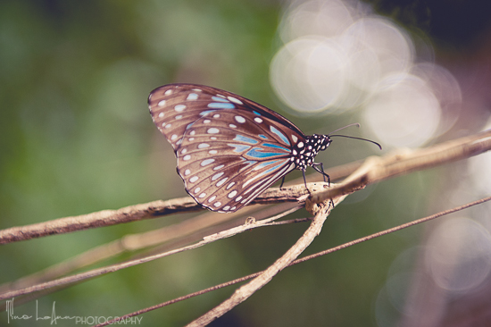 blue spotted butterfly photo, seven principles to inner healing