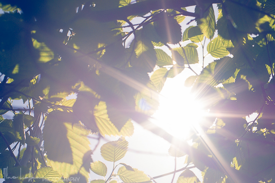 morning light bursting through leaves, seven principles to inner healing
