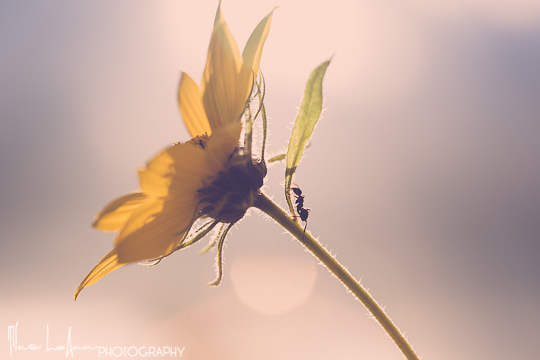 macro flower, magical light, photography brings healing, Tina Erdman, Me Ra Koh blog