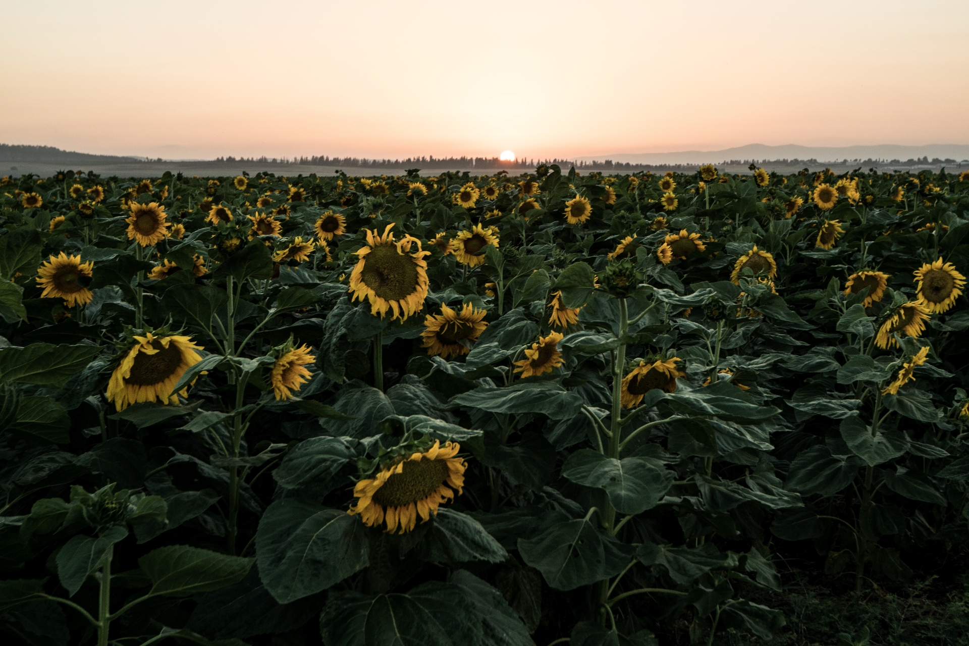 sunflowers in Israel, Me Ra Koh