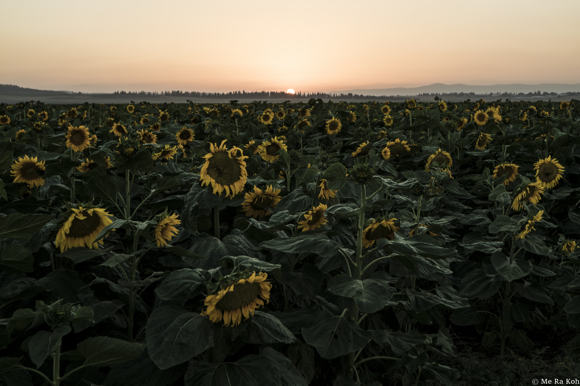 At sunset, the sunflowers bow their head just outside of Nazareth, Israel. From camera bag for travel photography by Me Ra Koh. 