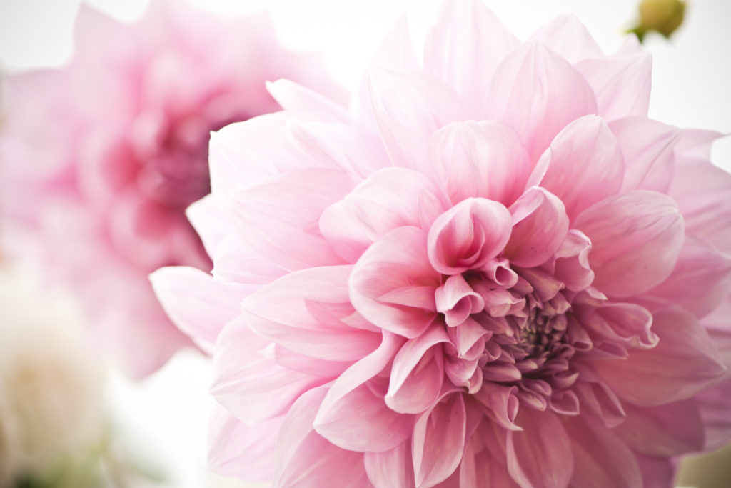 Beautiful Pink Dahlias from Gardening the Soul by Me Ra Koh